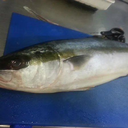 Mimosa Hotel Alassio